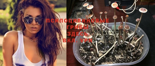PSILOCYBIN Сосновый Бор